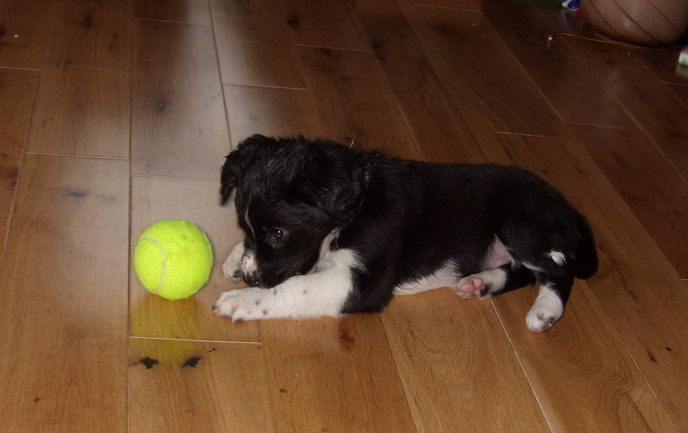 Der Tennisball!