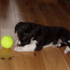 Der Tennisball!