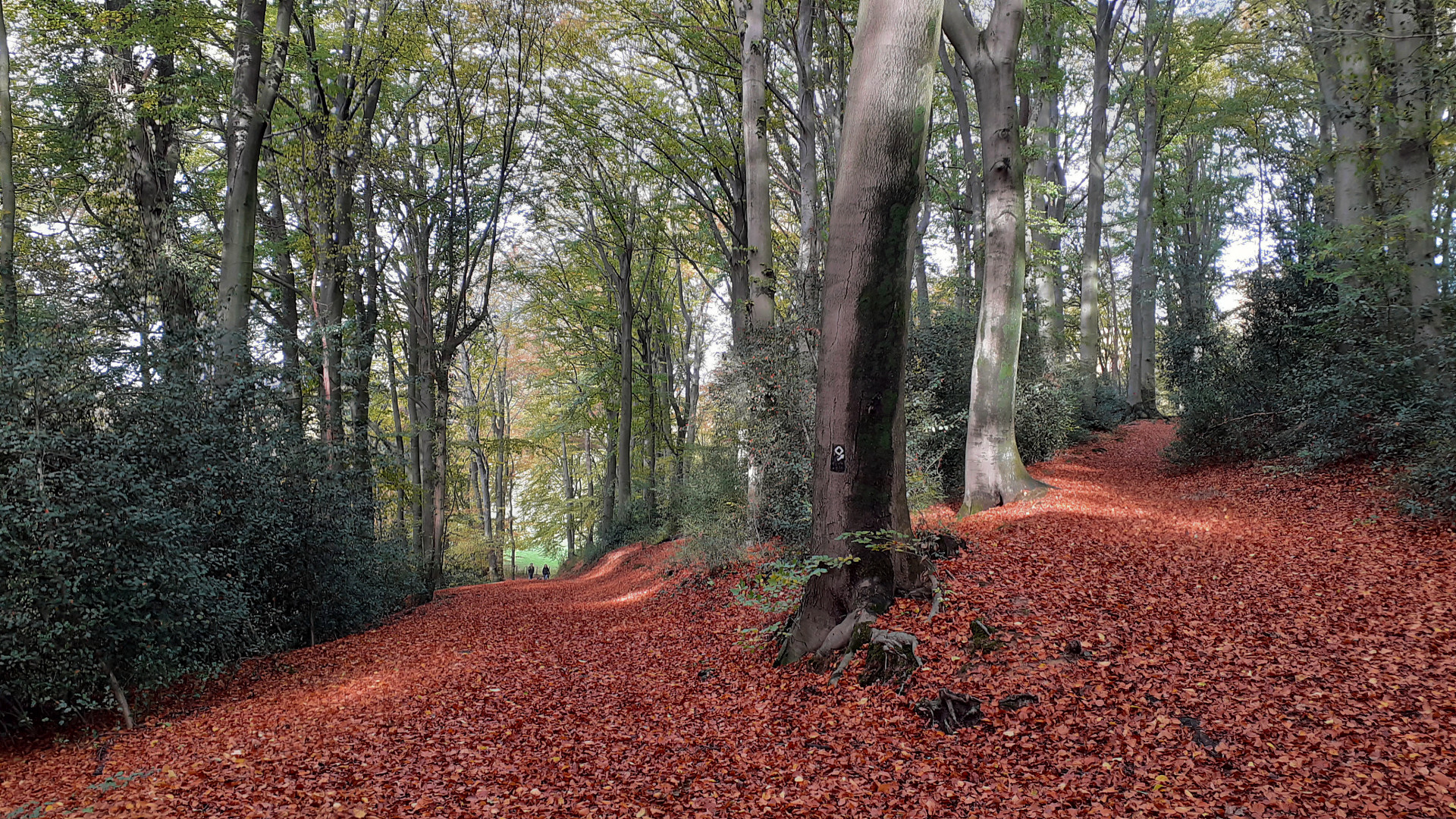 Der Teppich der Natur