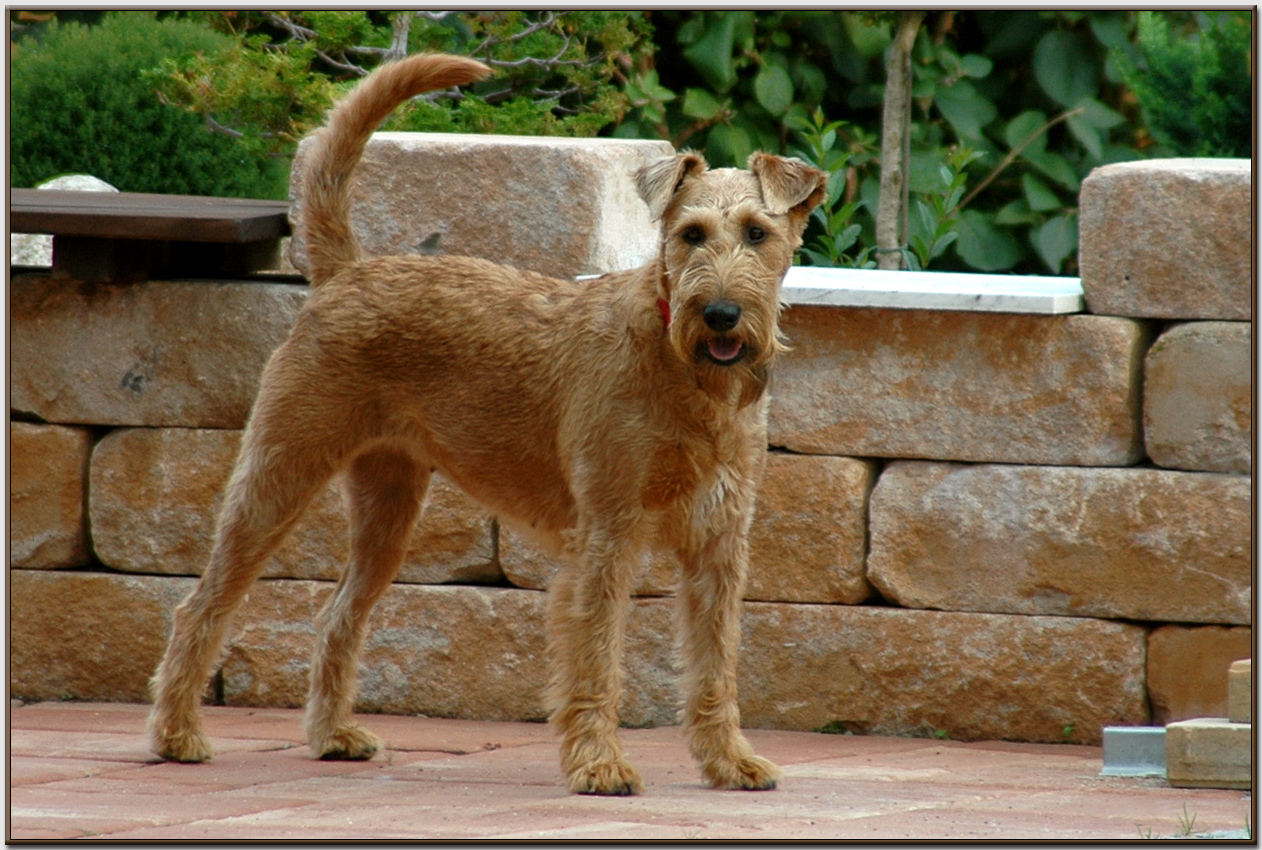 Der Terracottahund