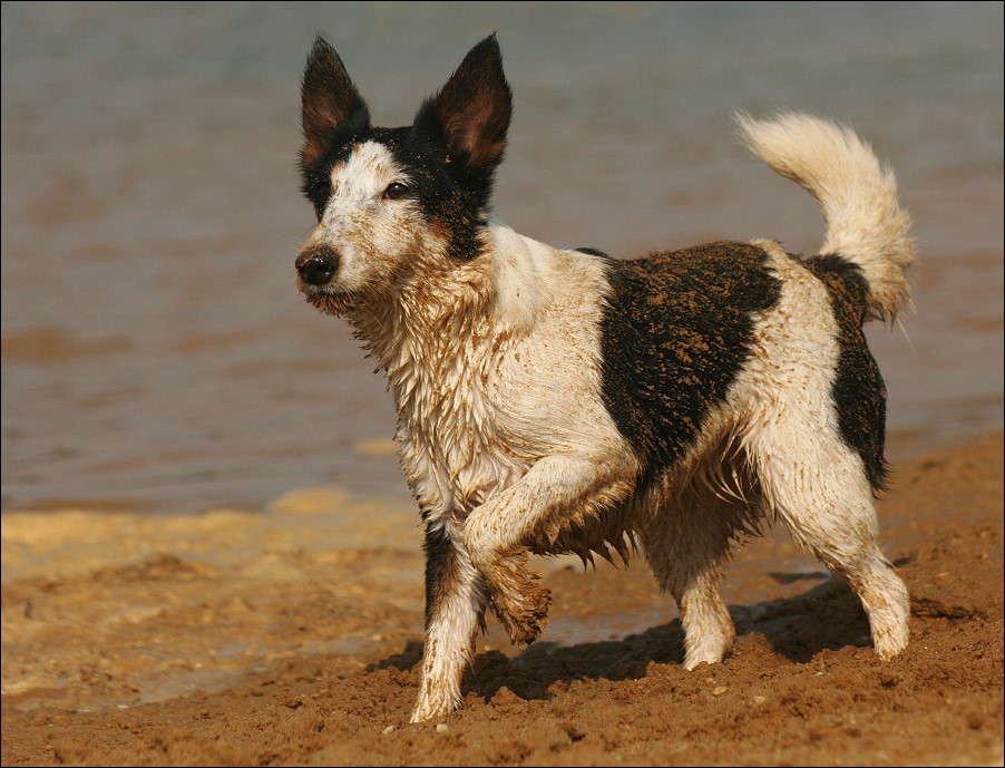 Der Terrier