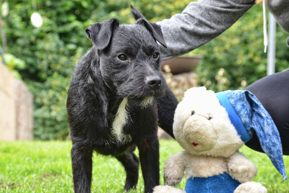 Der Terrier und sein Bär