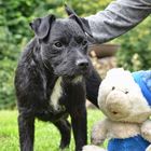 Der Terrier und sein Bär