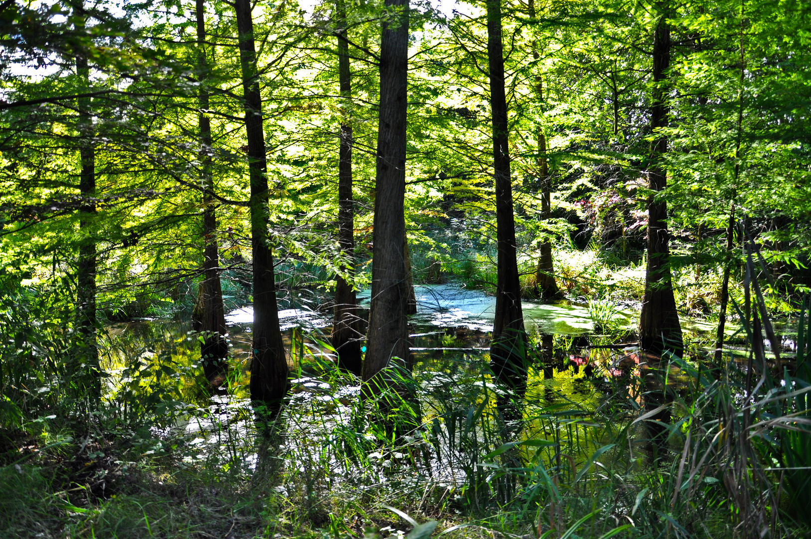 Der Tertiärwald im Spreeauenpark