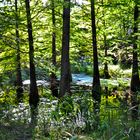 Der Tertiärwald im Spreeauenpark