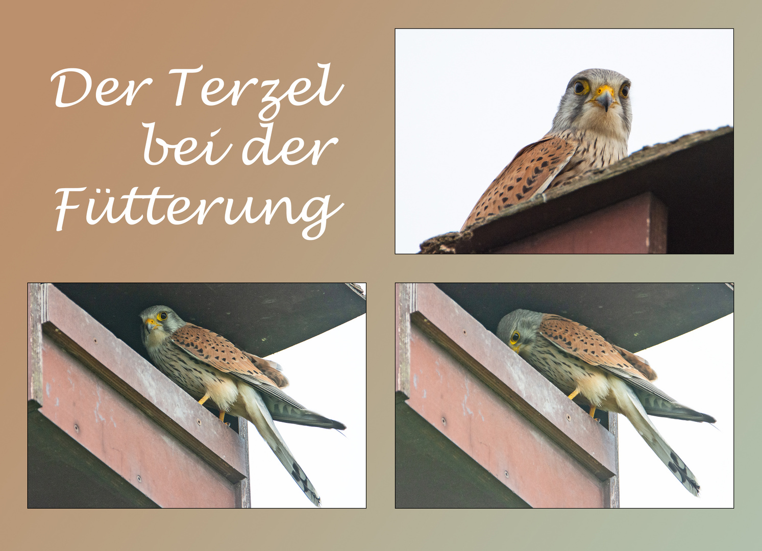 Der Terzel bei der Fütterung . . .