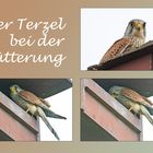 Der Terzel bei der Fütterung . . .