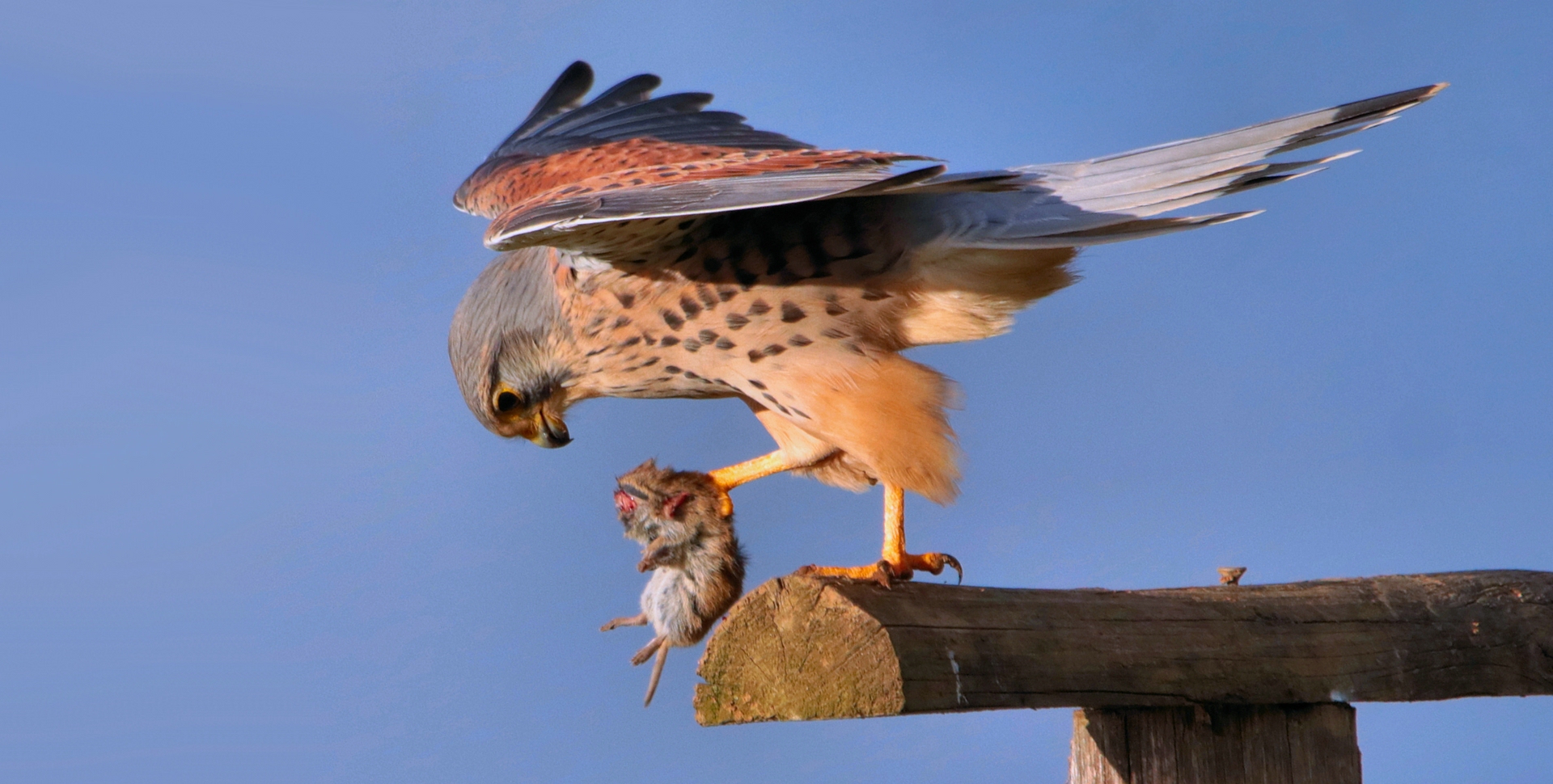 DER TERZEL UND DIE MAUS