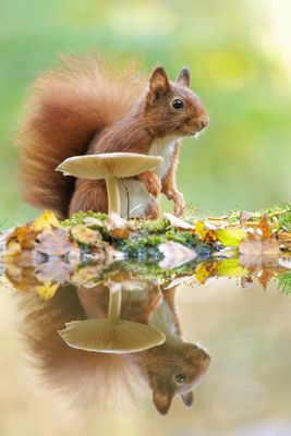 Der Teufel ist ein Eichhörnchen 