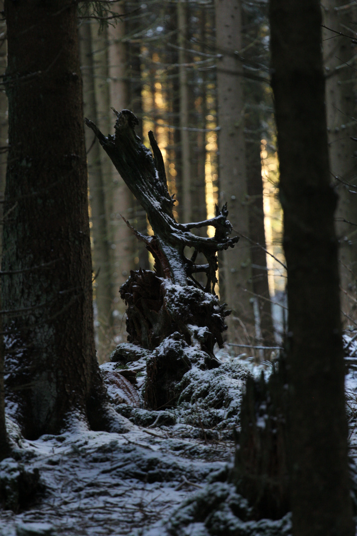 Der Teufel thront im Wald