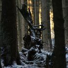 Der Teufel thront im Wald