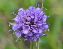 Der Teufelsabbiss (Succisa pratensis)