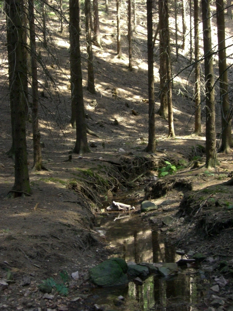 Der Tharandter Wald bei Freital / Dresden