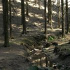 Der Tharandter Wald bei Freital / Dresden