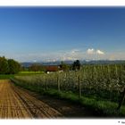 Der Thurgau