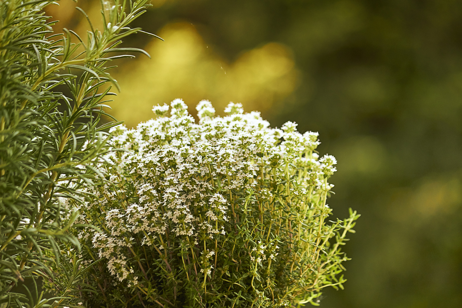 Der Thymian blüht Foto & Bild natur, bokeh, thymian Bilder auf