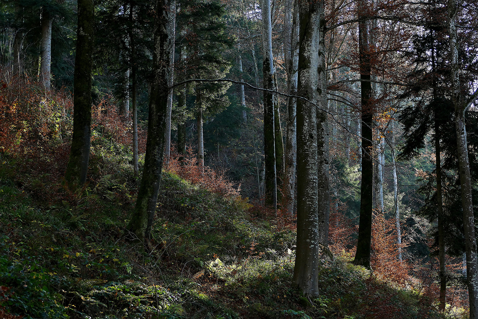 Der Tiefe Wald