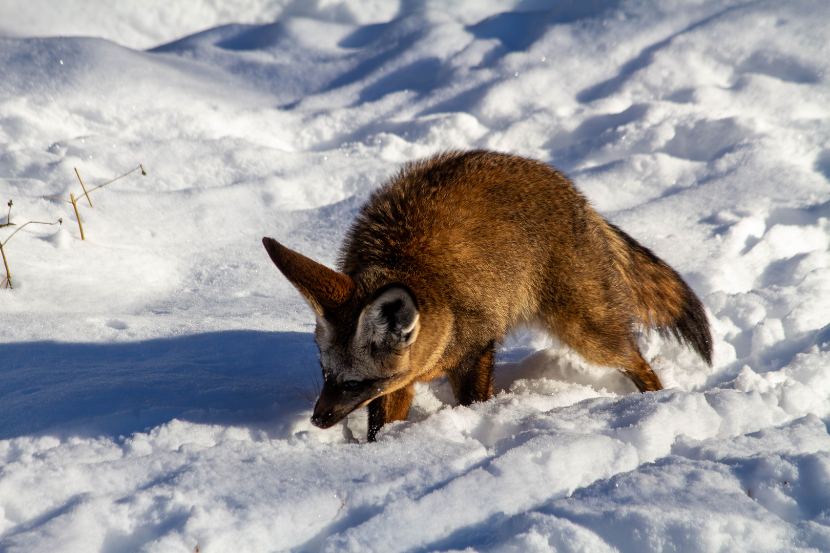 Der Tierpfleger hatte das Futter in den Schnee geworfen! 