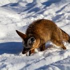 Der Tierpfleger hatte das Futter in den Schnee geworfen! 