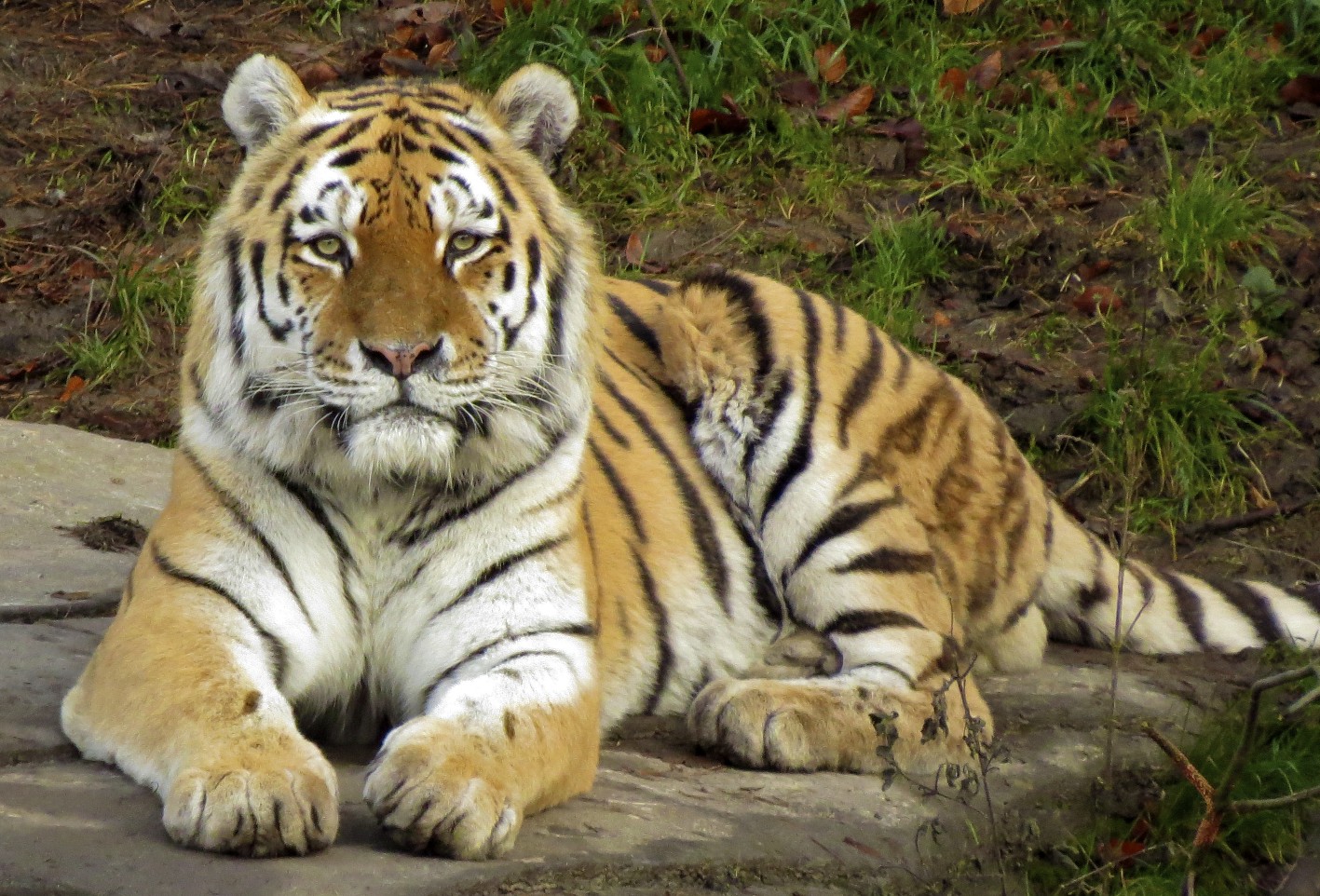 Der Tiger 3