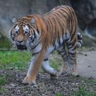 Der Tiger