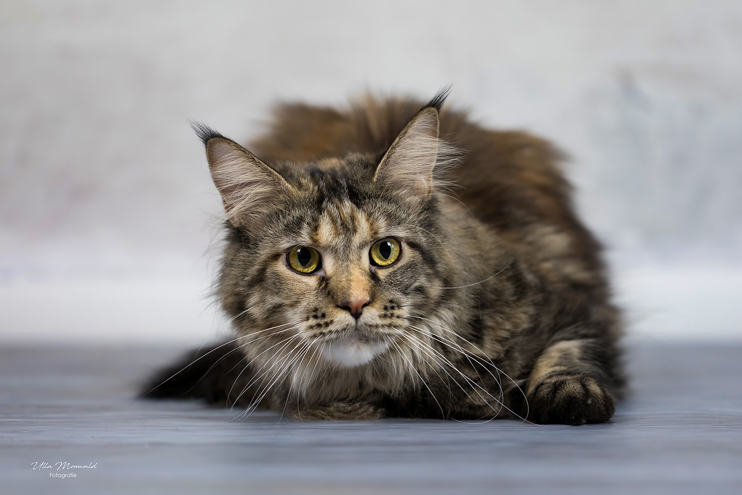 ...der Tiger... Foto & Bild | indoor, katze, haustier Bilder auf ...