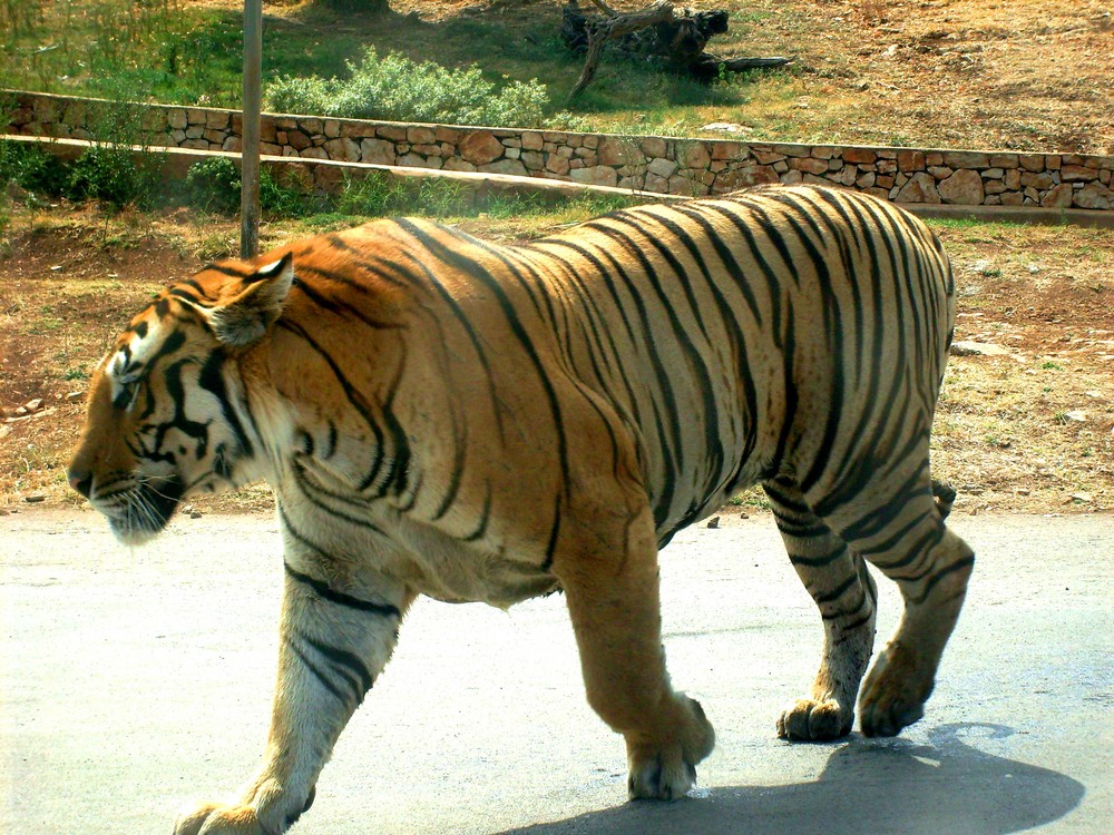 Der Tiger auf de Straße