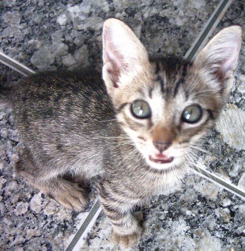 Der Tiger aus der Mülltonne.....