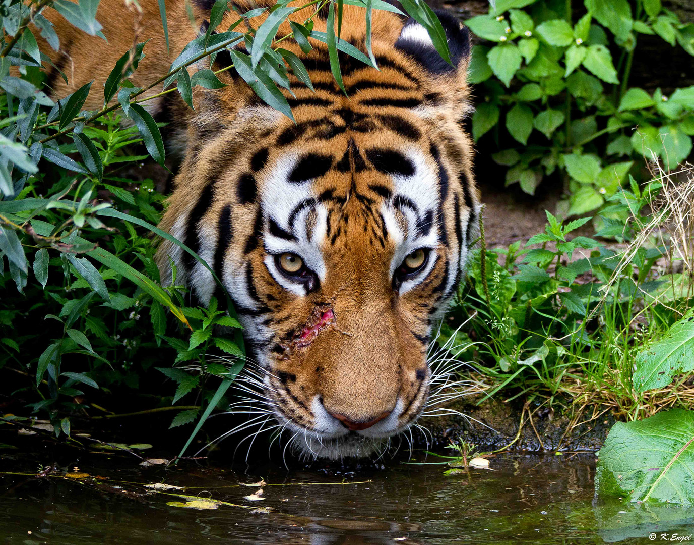 " Der Tiger aus Duisburg "