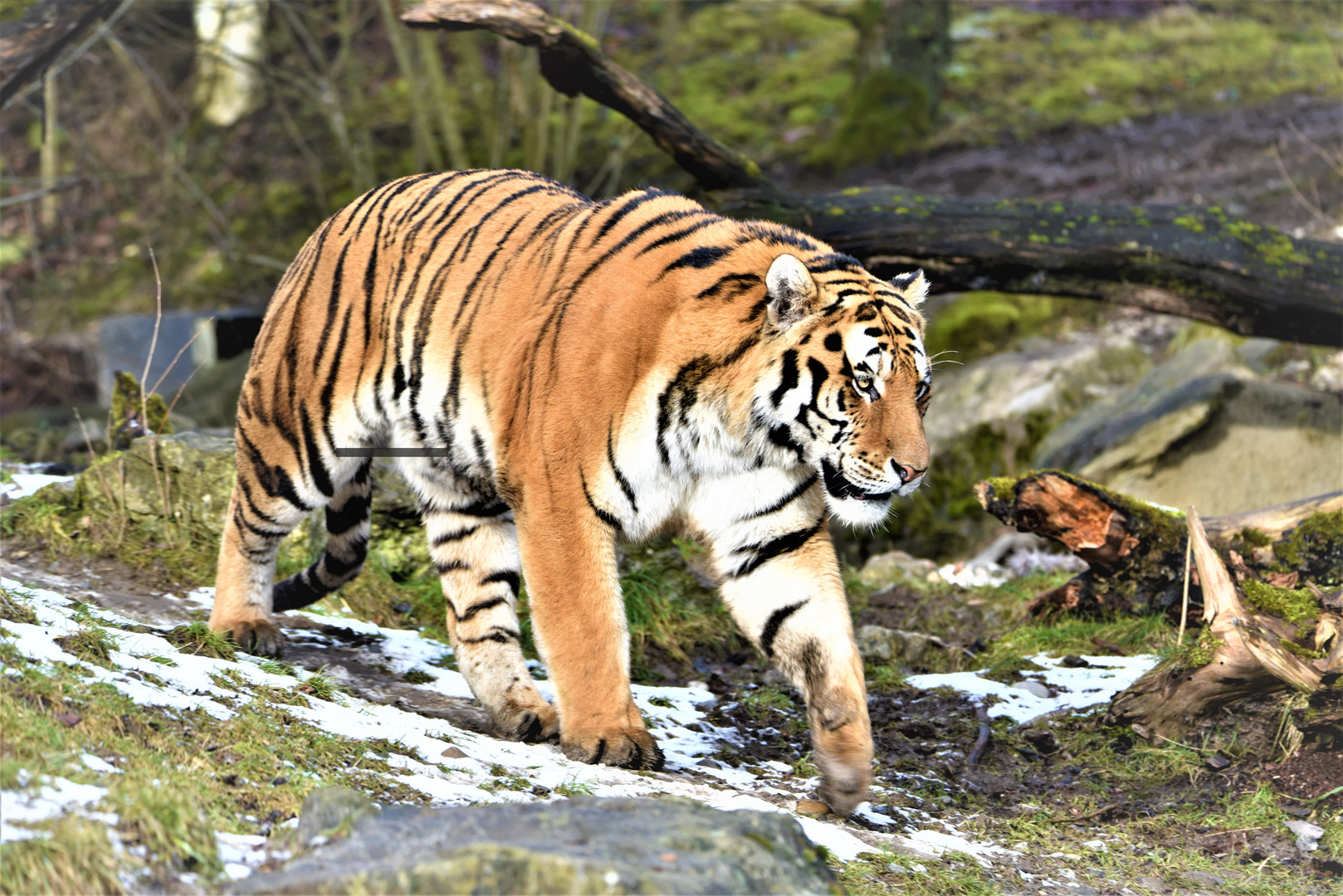 Der Tiger. Foto & Bild | city, natur, schweiz Bilder auf fotocommunity