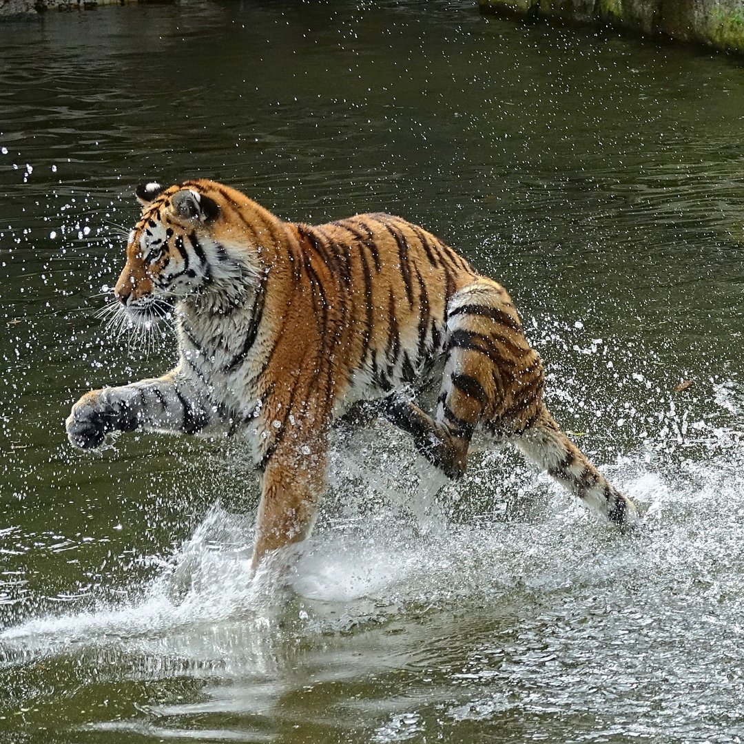 Der Tiger, der über das Wasser lief Foto & Bild natur, zoo, tiere