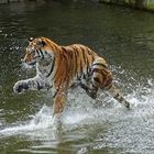 Der Tiger, der über das Wasser lief