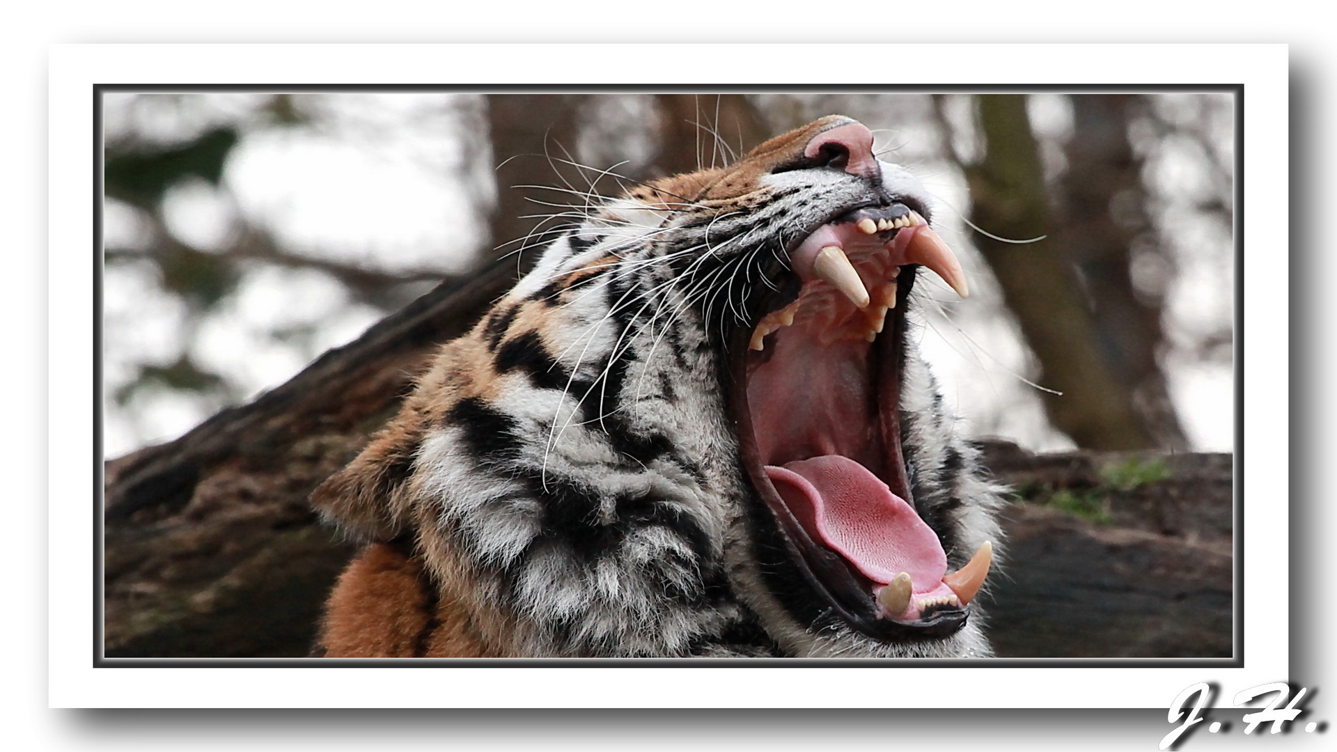 Der Tiger Elroy aus dem Duisburger Zoo