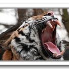 Der Tiger Elroy aus dem Duisburger Zoo