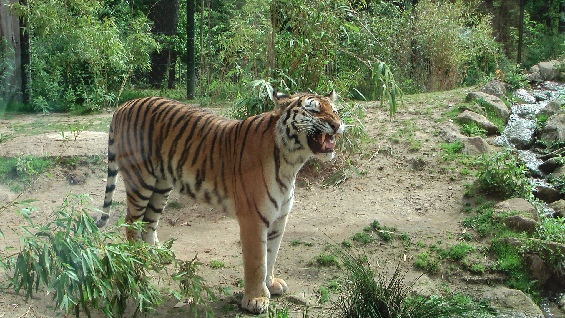 Der Tiger fletscht die Zähne