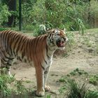 Der Tiger fletscht die Zähne