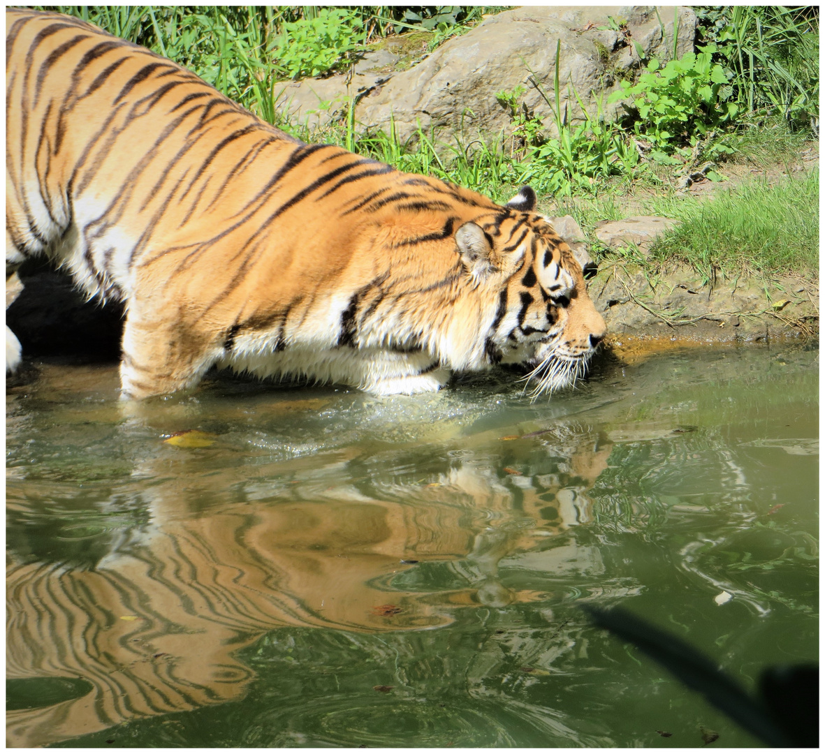 Der Tiger geht baden