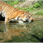 Der Tiger geht baden