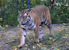 Der Tiger genoss nochmals den schönen Herbsttag