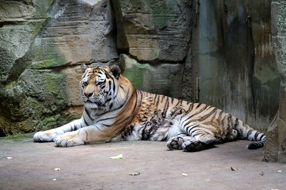 Der Tiger - Herrscher der Taiga