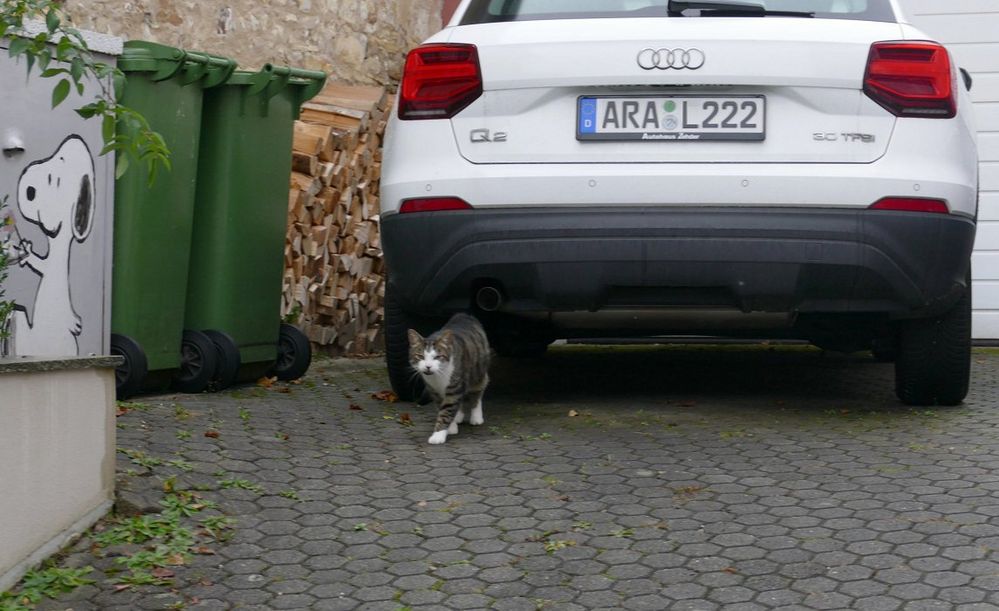 Der Tiger im Tank und der heiße Brei