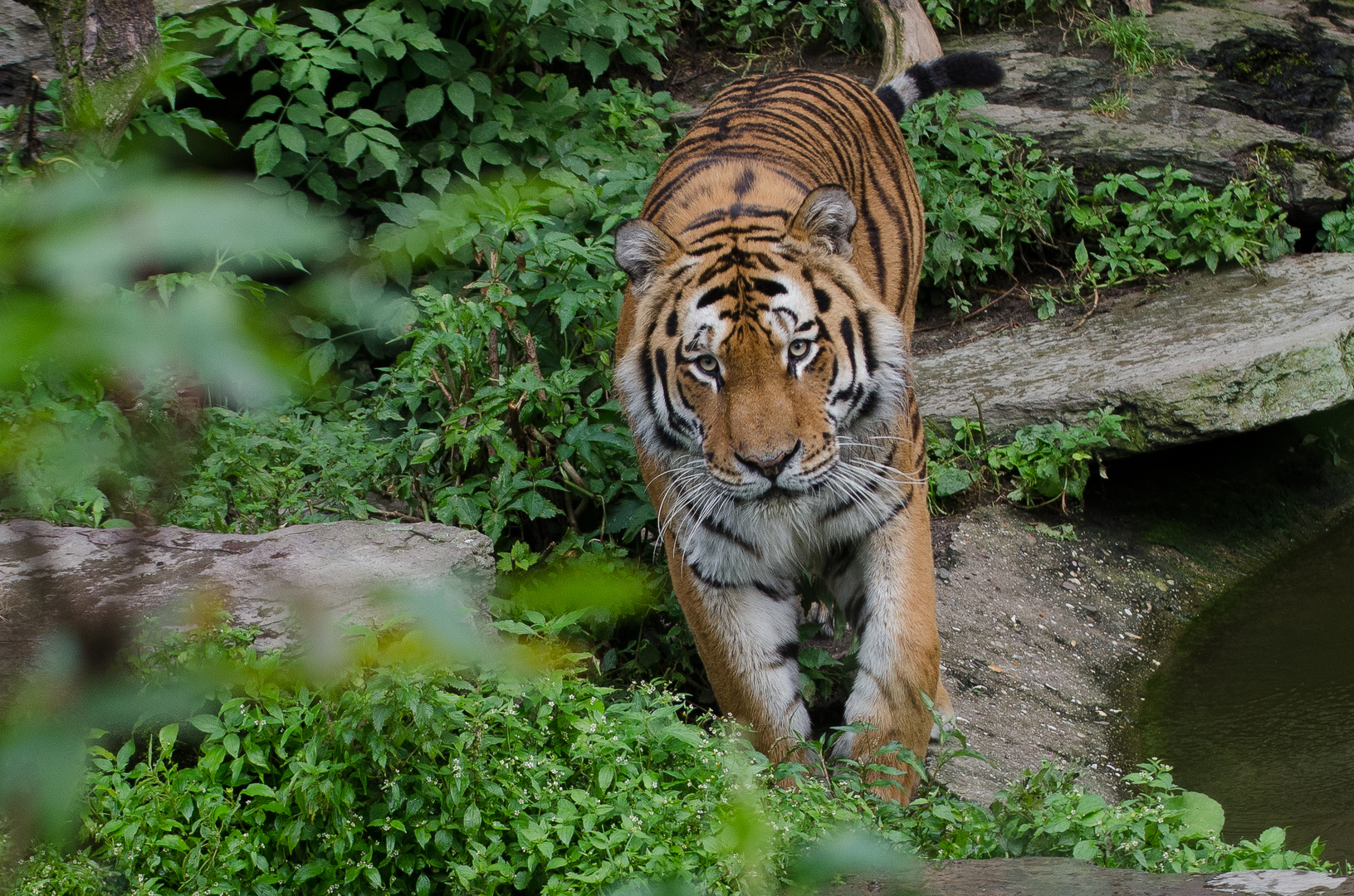 Der Tiger in Kölner Zoo