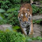 Der Tiger in Kölner Zoo