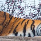 Der Tiger in Schönbrunn ist immer so faul gg