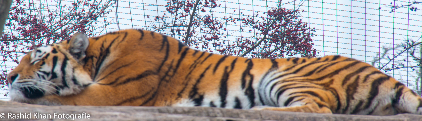 Der Tiger in Schönbrunn ist immer so faul gg