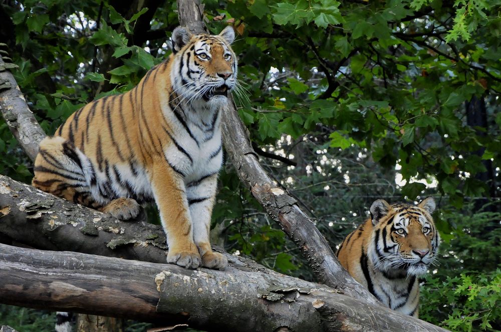 Der Tiger ist nicht nur im Tank...