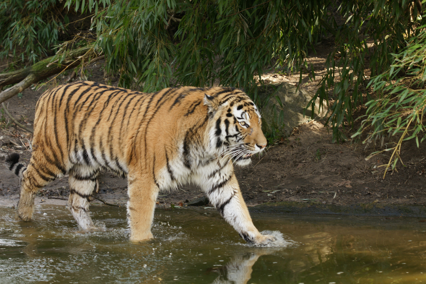 Der Tiger kommt