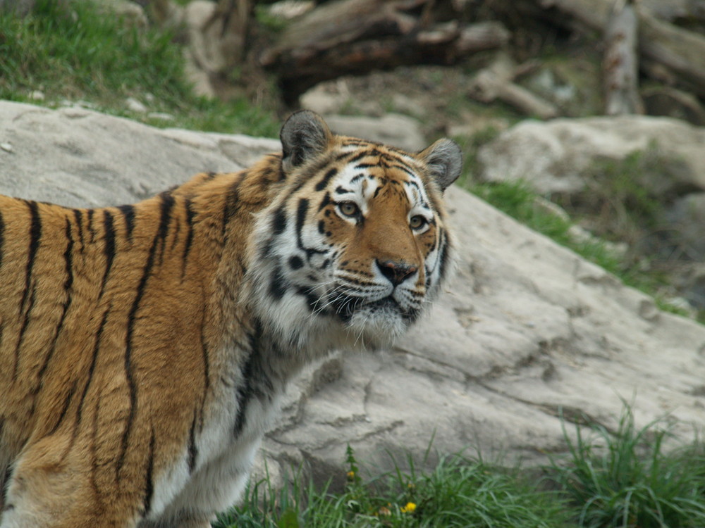 Der Tiger kurz vor der Fütterung