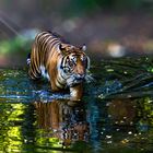 Der Tiger schwimmt heut' Nacht