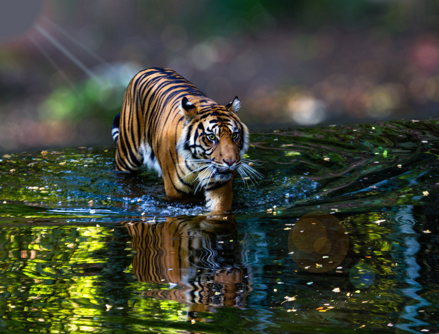 Der Tiger schwimmt heut' Nacht